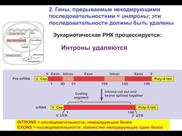 Эукариотическая РНК процессируется: Интроны удаляются INTRONS = последовательности, некодирующие белки EXONS =