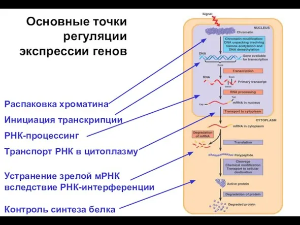 Основные точки регуляции экспрессии генов Распаковка хроматина Инициация транскрипции РНК-процессинг Транспорт РНК