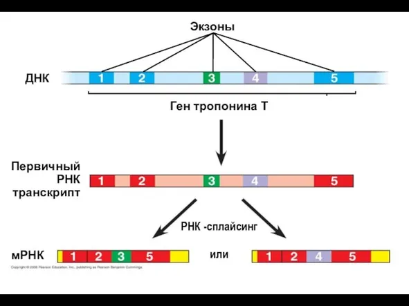 или РНК -сплайсинг мРНК Ген тропонина Т Экзоны ДНК Первичный РНК транскрипт