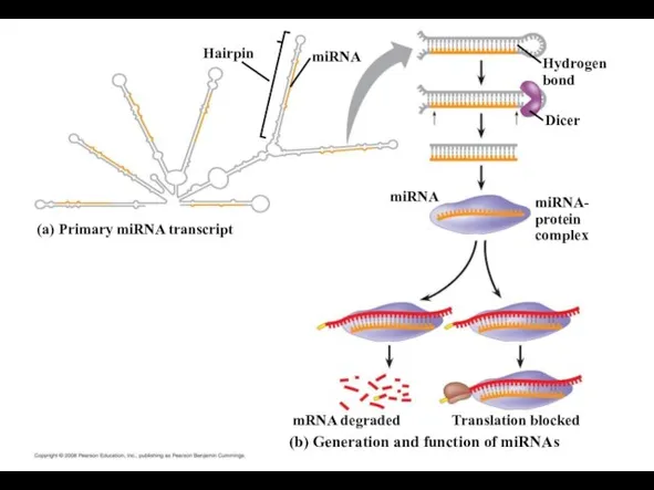miRNA- protein complex (a) Primary miRNA transcript Translation blocked Hydrogen bond (b)