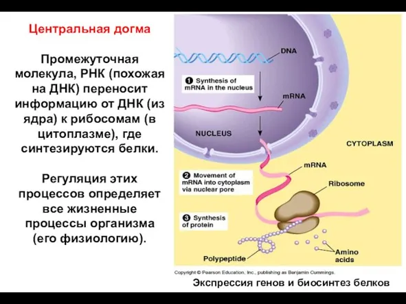 Центральная догма Промежуточная молекула, РНК (похожая на ДНК) переносит информацию от ДНК