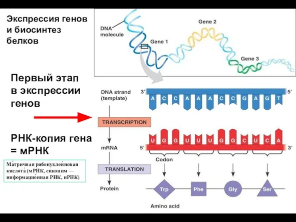 Первый этап в экспрессии генов РНК-копия гена = мРНК Экспрессия генов и