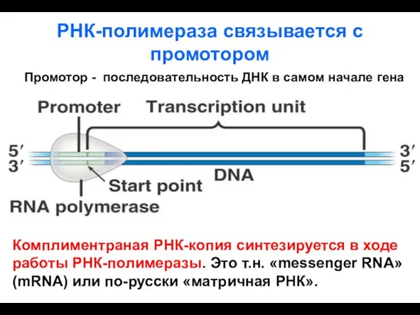 РНК-полимераза связывается с промотором Промотор - последовательность ДНК в самом начале гена