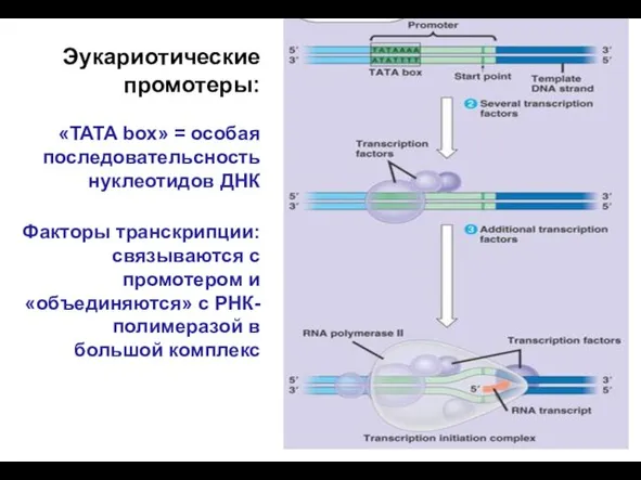 Эукариотические промотеры: «TATA box» = особая последовательсность нуклеотидов ДНК Факторы транскрипции: связываются