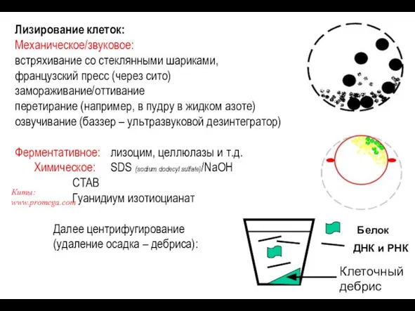 Белок ДНК и РНК Лизирование клеток: Механическое/звуковое: встряхивание со стеклянными шариками, французский