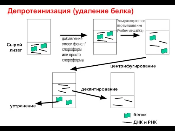 Сырой лизат добавление смеси фенол/ хлороформ или просто хлороформа Ультраскоростное перемешивание (Vortex-мешалка)