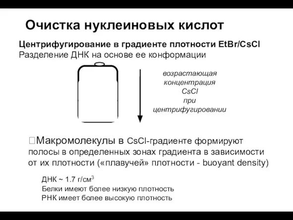 Центрифугирование в градиенте плотности EtBr/CsCl Разделение ДНК на основе ее конформации Очистка