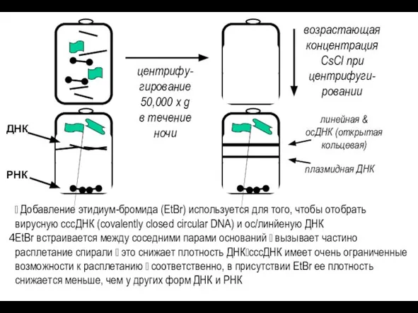 центрифу- гирование 50,000 x g в течение ночи линейная & ocДНК (открытая