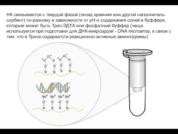 НК связываются с твердой фазой (оксид кремния или другой наполнитель-сорбент) по-разному в