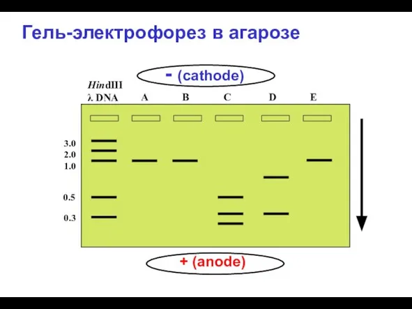 - (cathode) + (anode) 0.3 0.5 3.0 2.0 1.0 Гель-электрофорез в агарозе