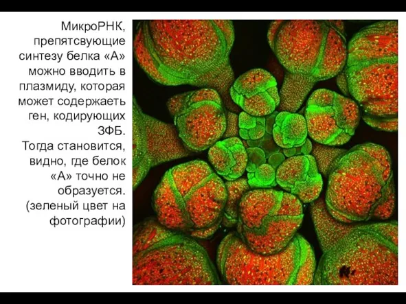 МикроРНК, препятсвующие синтезу белка «А» можно вводить в плазмиду, которая может содержаеть