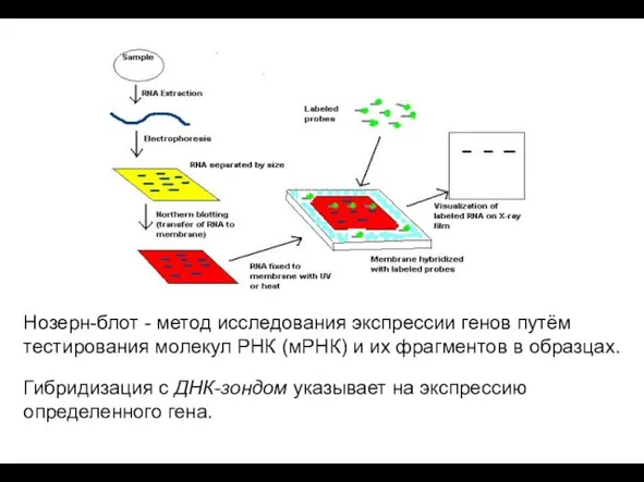 Нозерн-блот - метод исследования экспрессии генов путём тестирования молекул РНК (мРНК) и