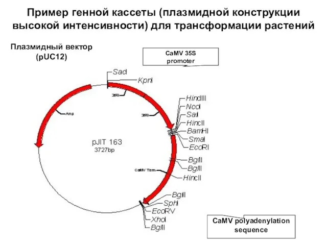 Пример генной кассеты (плазмидной конструкции высокой интенсивности) для трансформации растений Плазмидный вектор