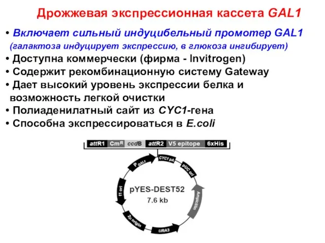 Дрожжевая экспрессионная кассета GAL1 Включает сильный индуцибельный промотер GAL1 (галактоза индуцирует экспрессию,