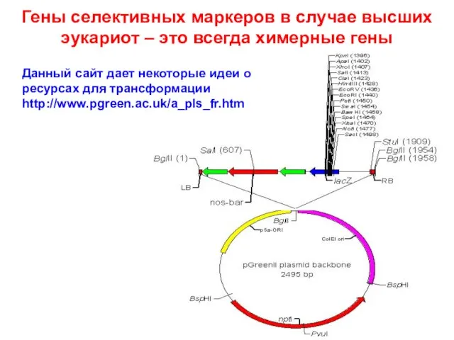 Гены селективных маркеров в случае высших эукариот – это всегда химерные гены