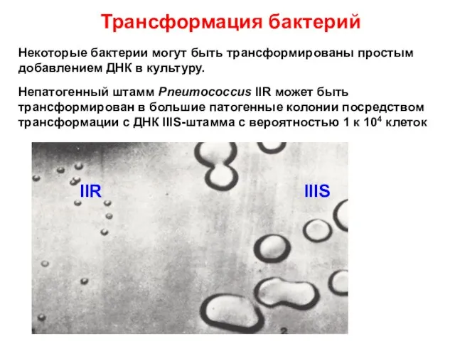 Трансформация бактерий Некоторые бактерии могут быть трансформированы простым добавлением ДНК в культуру.