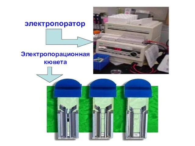 электропоратор Электропорационная кювета