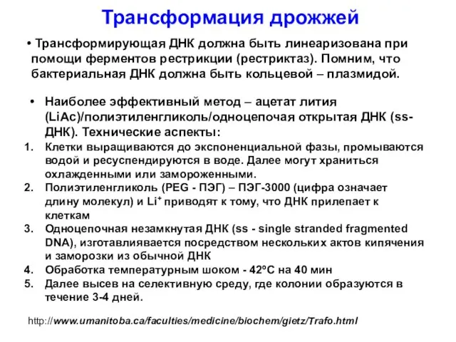 Трансформирующая ДНК должна быть линеаризована при помощи ферментов рестрикции (рестриктаз). Помним, что