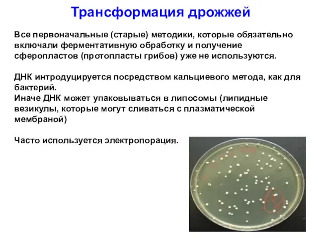 Трансформация дрожжей Все первоначальные (старые) методики, которые обязательно включали ферментативную обработку и