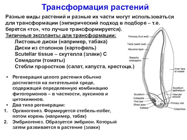 Регенерация целого растения обычно достигается на питательной среде, содержащей определенную комбинацию фитогормонов