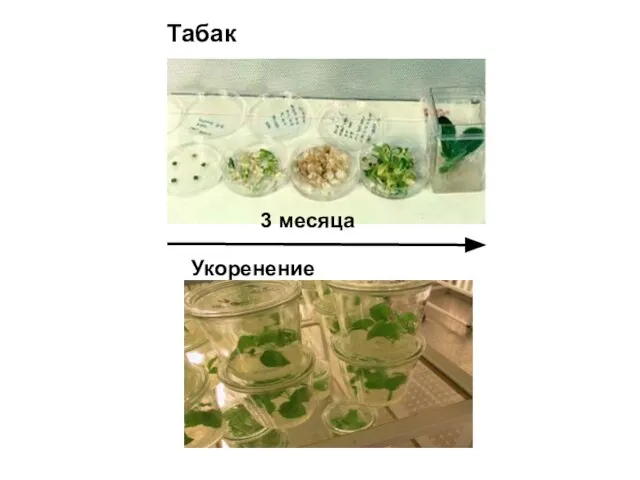 3 месяца Укоренение Табак