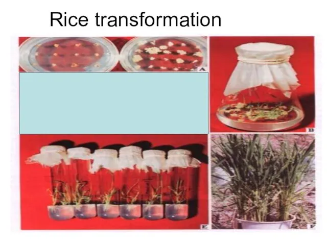 Rice transformation