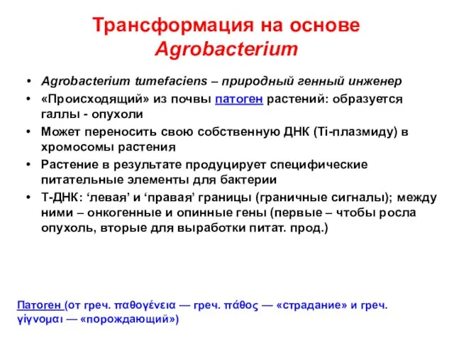 Трансформация на основе Agrobacterium Agrobacterium tumefaciens – природный генный инженер «Происходящий» из