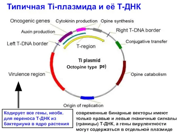 Кодирует все гены, необх. для переноса Т-ДНК из бактериума в ядро растения