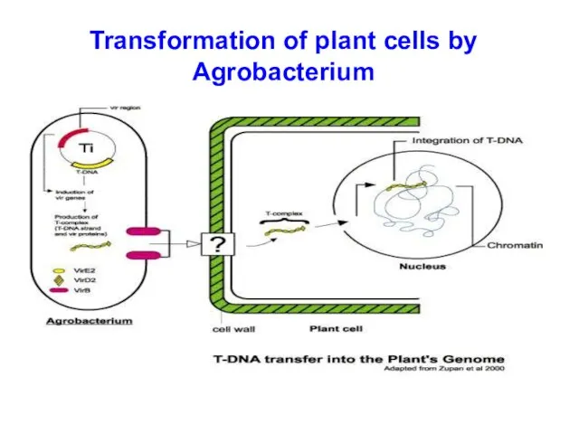 Transformation of plant cells by Agrobacterium