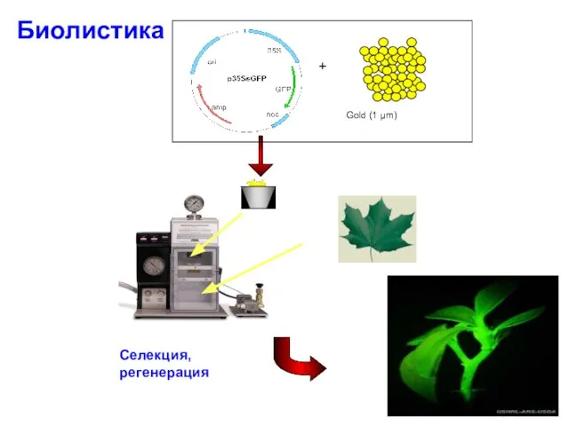 Селекция, регенерация Биолистика