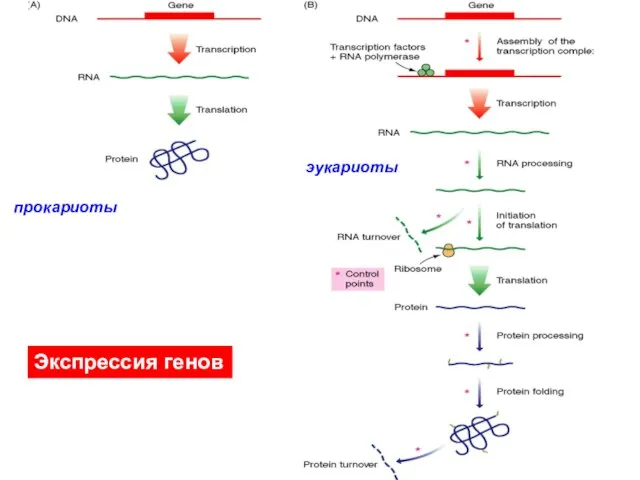 эукариоты Экспрессия генов прокариоты