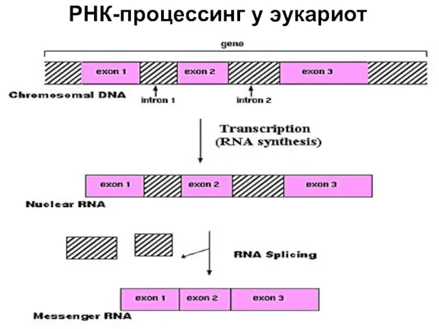 РНК-процессинг у эукариот