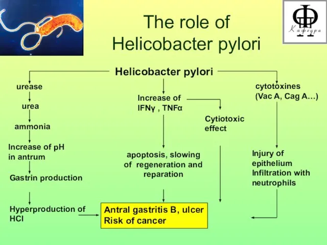 The role of Helicobacter pylori Helicobacter pylori urease urea ammonia Increase of