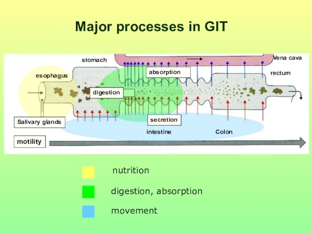 Major processes in GIT nutrition digestion, absorption movement Salivary glands absorption Vena