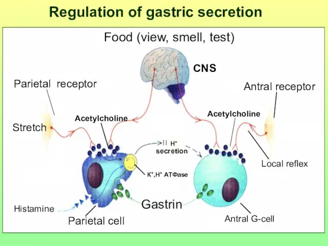 Antral G-cell Parietal cell Gastrin Н+ secretion К+,H+ АТФase CNS Acetylcholine Antral
