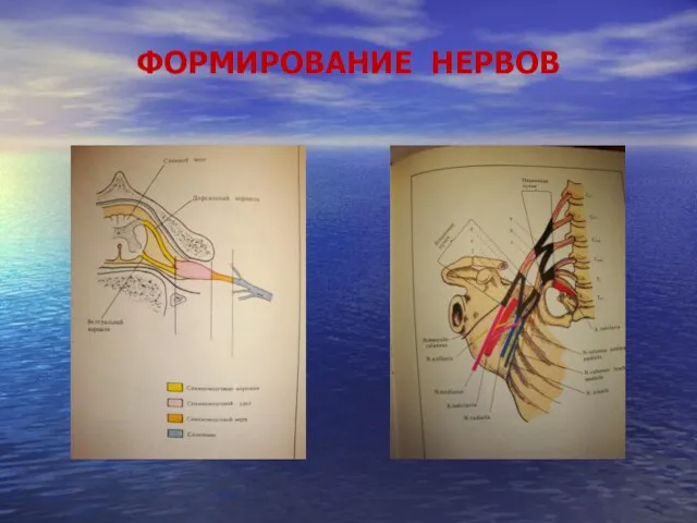 ФОРМИРОВАНИЕ НЕРВОВ