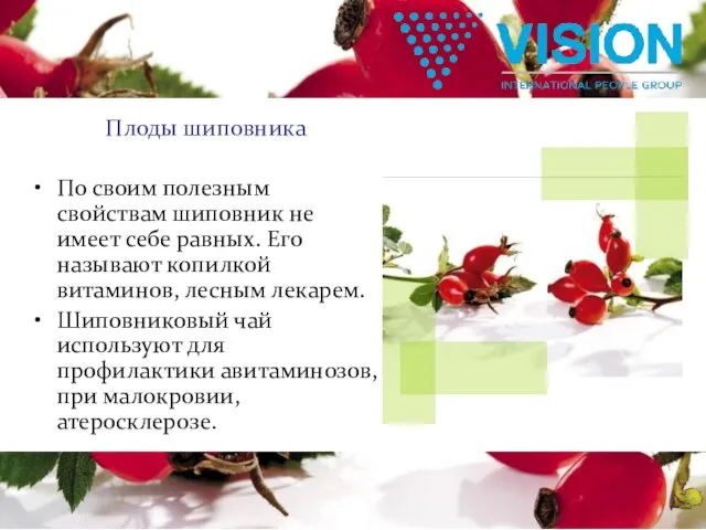 Плоды шиповника По своим полезным свойствам шиповник не имеет себе равных. Его