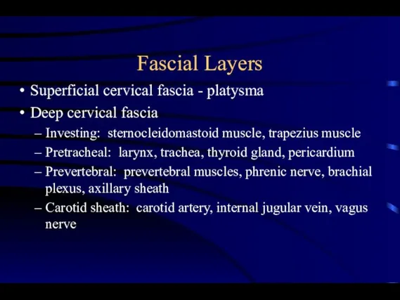 Fascial Layers Superficial cervical fascia - platysma Deep cervical fascia Investing: sternocleidomastoid