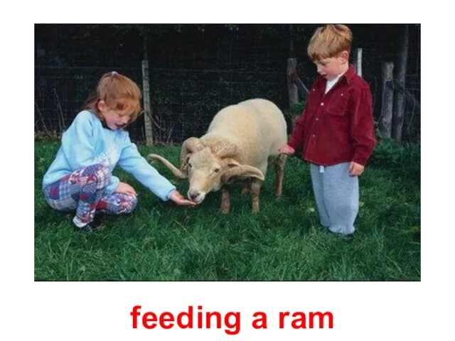 feeding a ram