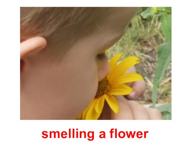 smelling a flower