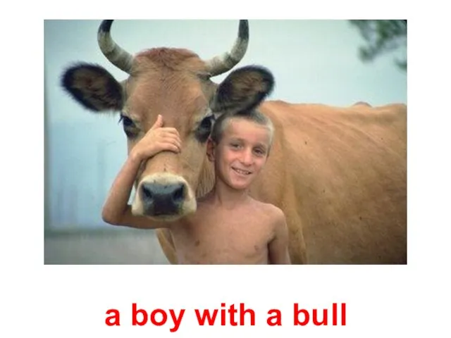 a boy with a bull