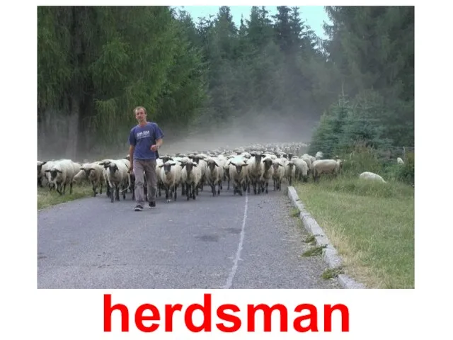 herdsman