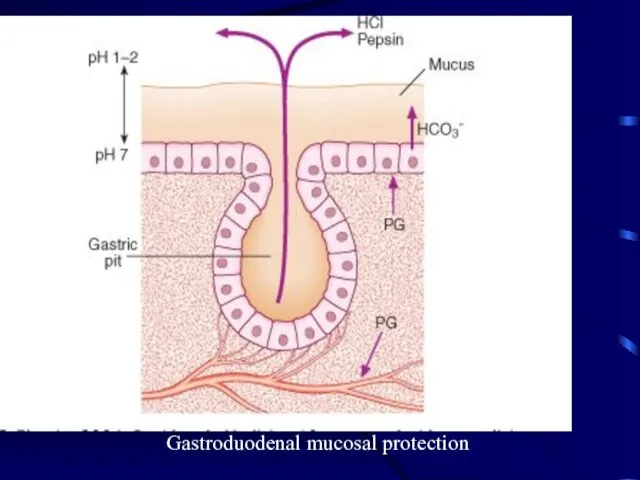 Gastroduodenal mucosal protection