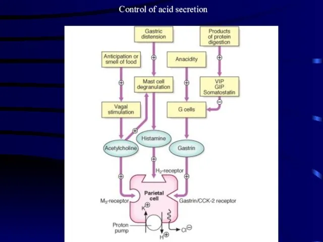 Control of acid secretion