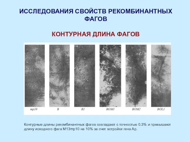 ИССЛЕДОВАНИЯ СВОЙСТВ РЕКОМБИНАНТНЫХ ФАГОВ КОНТУРНАЯ ДЛИНА ФАГОВ Контурные длины рекомбинантных фагов совпадают