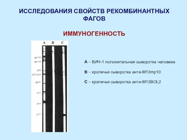 ИССЛЕДОВАНИЯ СВОЙСТВ РЕКОМБИНАНТНЫХ ФАГОВ ИММУНОГЕННОСТЬ А – ВИЧ-1 положительная сыворотка человека В