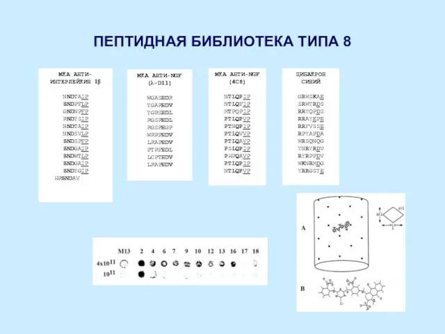 ПЕПТИДНАЯ БИБЛИОТЕКА ТИПА 8