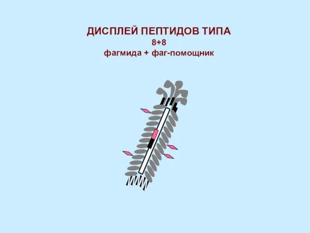 ДИСПЛЕЙ ПЕПТИДОВ ТИПА 8+8 фагмида + фаг-помощник