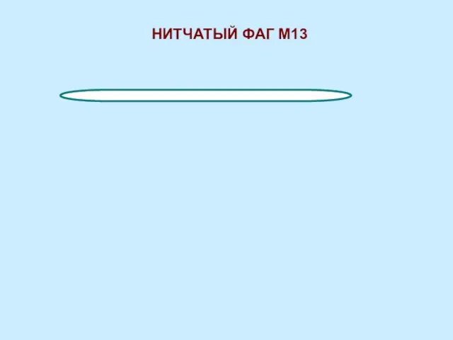 НИТЧАТЫЙ ФАГ М13