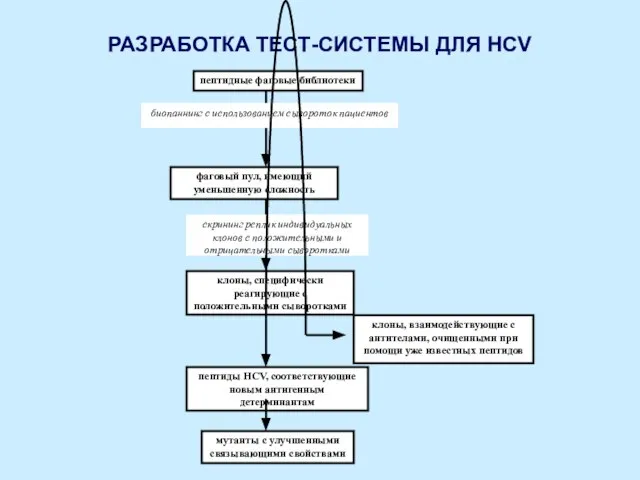 РАЗРАБОТКА ТЕСТ-СИСТЕМЫ ДЛЯ HCV